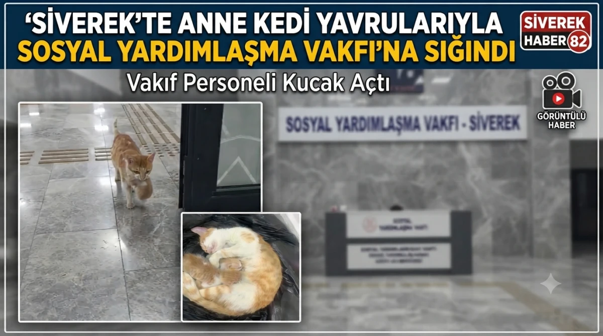 Anne kedi yavrularıyla Sosyal Yardımlaşma Vakfı&rsquo;na sığındı