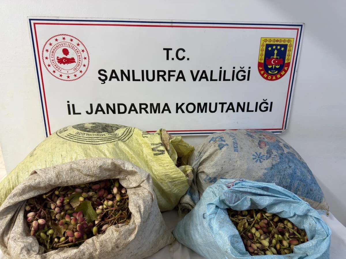 Ceylanpınar&rsquo;da TİGEM&rsquo;in fıstık bah&ccedil;esinde hırsızlık: 4 kişi su&ccedil;&uuml;st&uuml; yakalandı