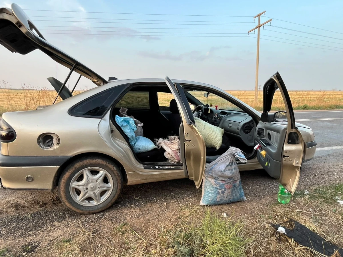 Ceylanpınar'da TİGEM Arazisinde Fıstık Hırsızlığına Jandarma Engeli