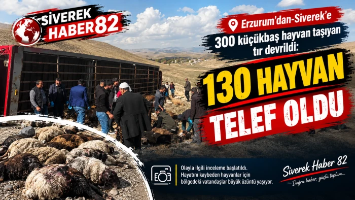 Erzurum&rsquo;dan-Siverek&rsquo;e 300 k&uuml;&ccedil;&uuml;kbaş hayvan taşıyan tır devrildi: 130 hayvan telef oldu