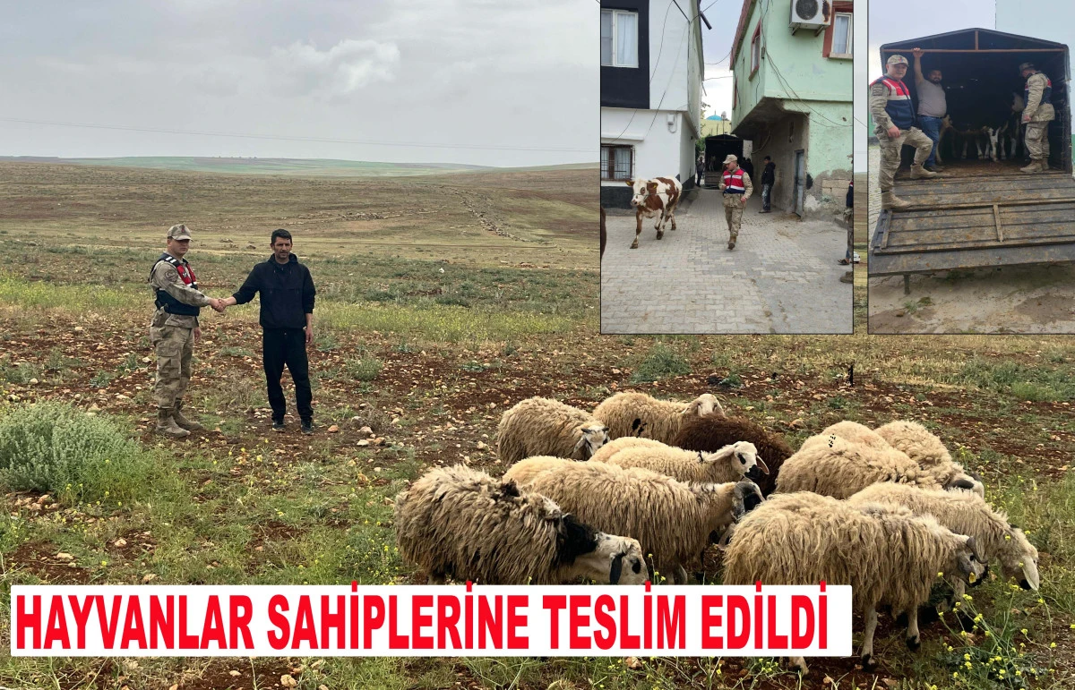 Kaybolan 26 Hayvan Jandarma Tarafından Bulunarak Sahiplerine Teslim Edildi