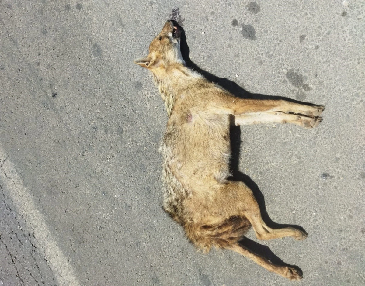 Nesli T&uuml;kenmekte Olan &Ccedil;akal'a Otomobil &Ccedil;arptı