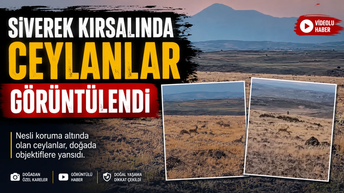 Siverek kırsalında ceylanlar g&ouml;r&uuml;nt&uuml;lendi
