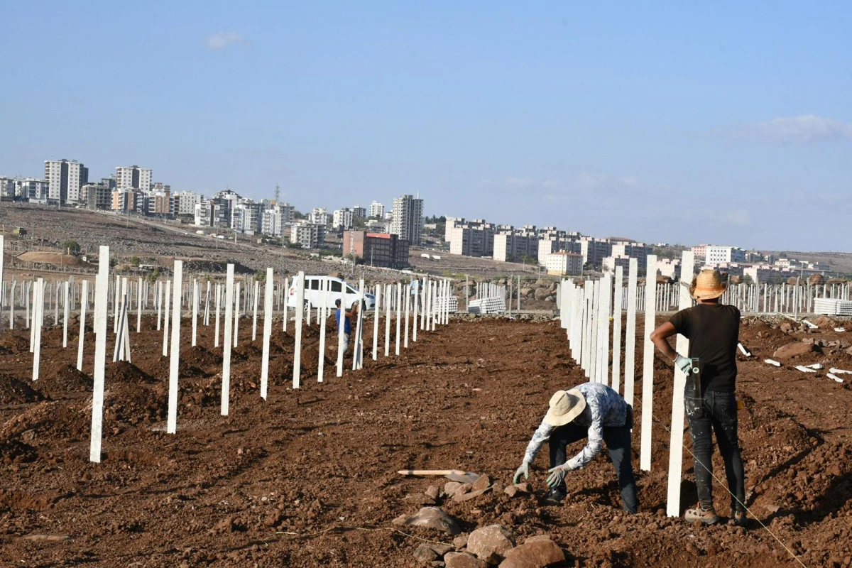 Siverek’in Şire Bağlarında Hummalı Çalışmalar Sürüyor