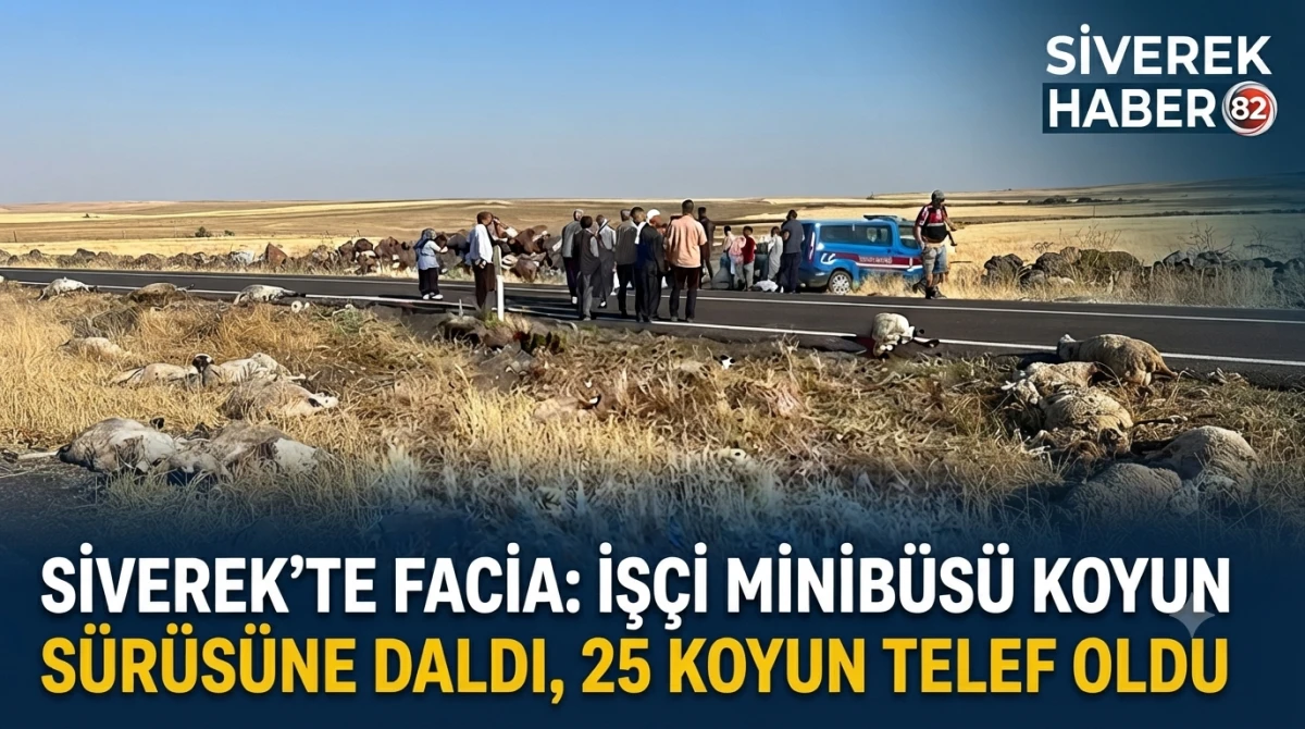 Siverek'te iş&ccedil;i minib&uuml;s&uuml; koyun s&uuml;r&uuml;s&uuml;ne daldı: 25 koyun telef oldu