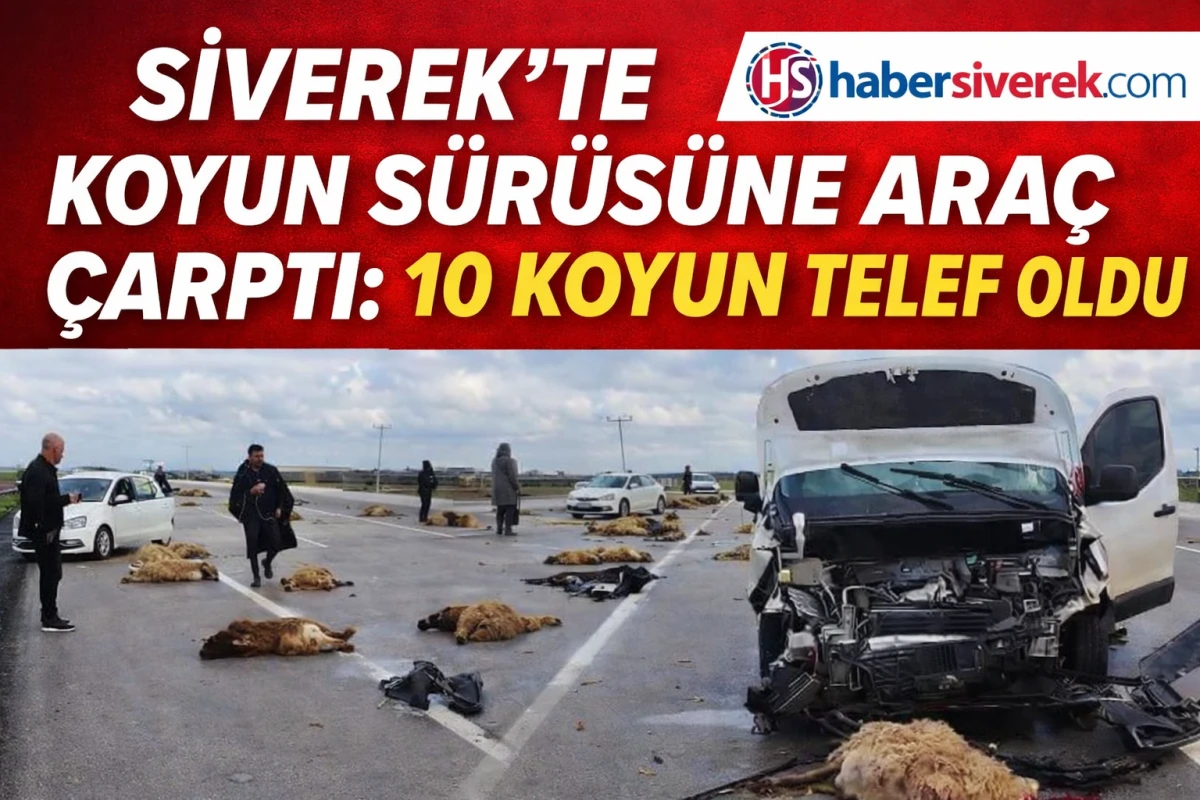 Siverek&rsquo;te Koyun S&uuml;r&uuml;s&uuml;ne Ara&ccedil; &Ccedil;arptı: 10 Koyun Telef Oldu