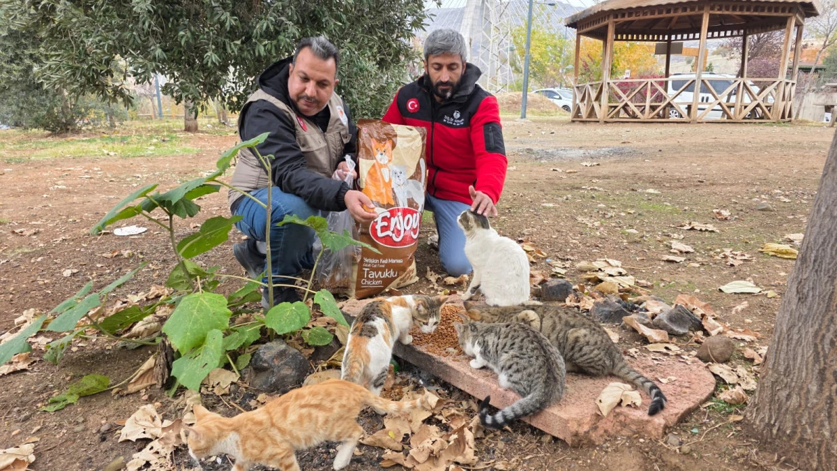 Siverek’te sahipsiz kedilere mama bırakıldı