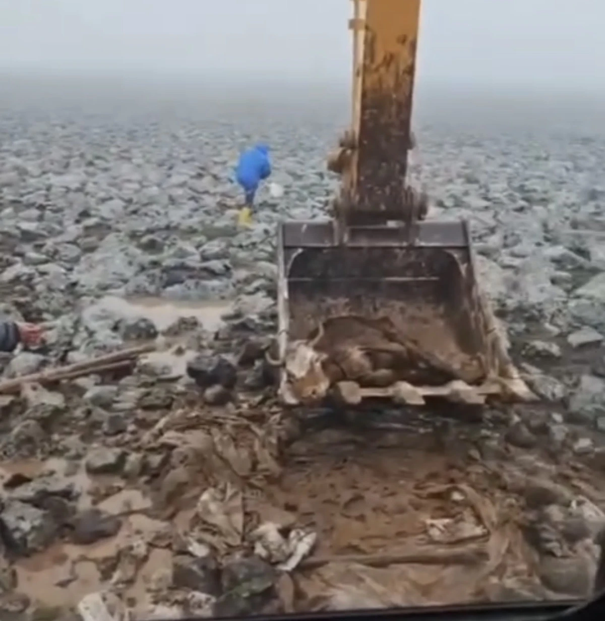 Viranşehir&rsquo;de &Ccedil;amura Saplanan İnek Kurtarıldı