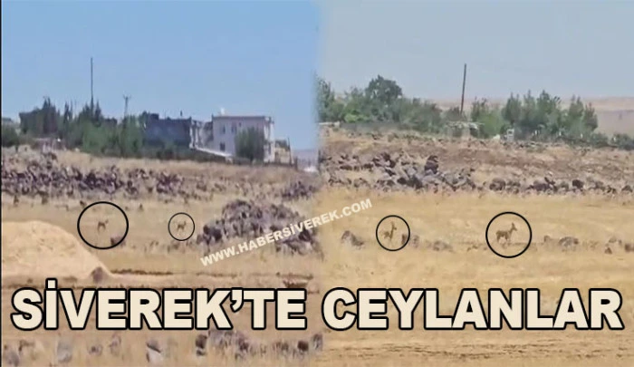 Siverek’te Başıboş Ceylanlar Görüntülendi