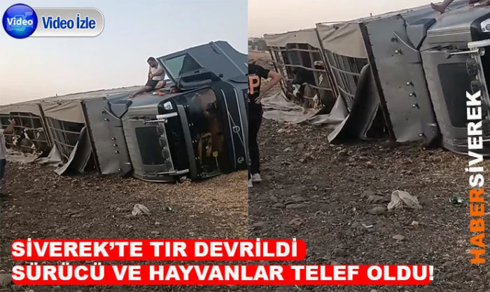 Siverek’te büyükbaş hayvan yüklü tır devrildi: Sürücü ve hayvan telef oldu