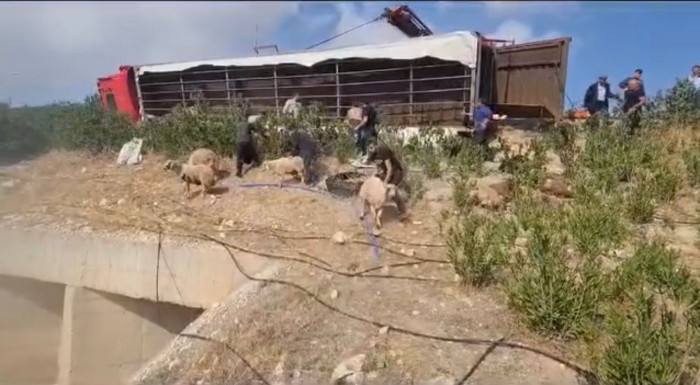 Siverek’ten kesime gönderilen küçükbaş hayvan yüklü tır devrildi, 80 koyun telef oldu